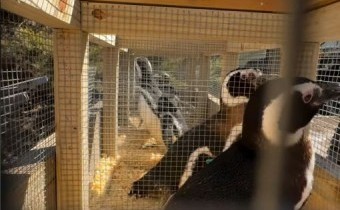 40 pingüinos de Magallanes llegaron a Río Negro tras el cierre del Aquarium de Mar del Plata